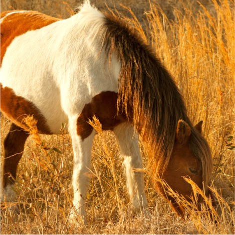 a brown and white horse grazing on dry grass