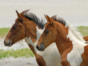 two brown and white horses standing next to each other