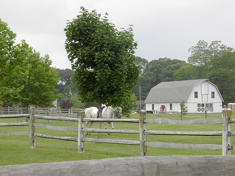 two white horses in a fenced in area